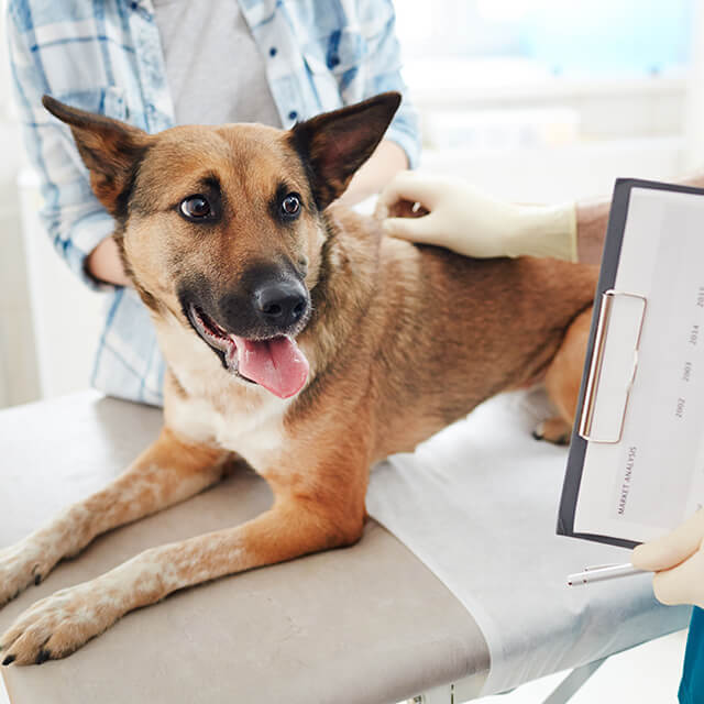 Canine Parvovirus: Symptoms, Treatment & Prevention