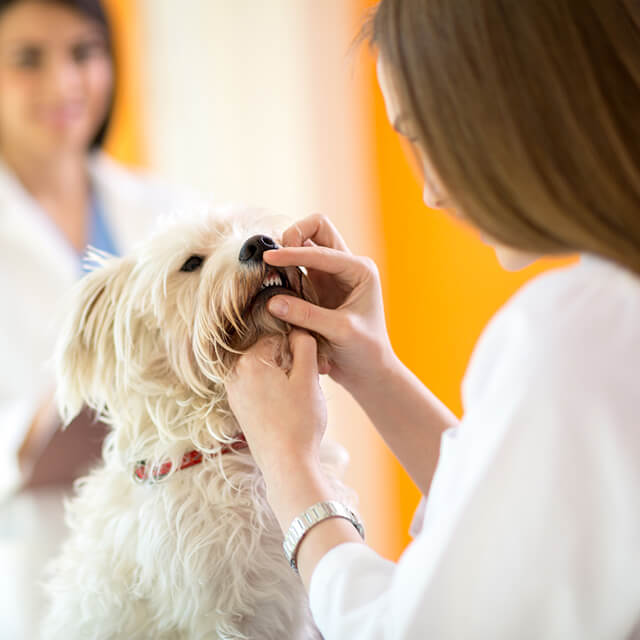 10 Most Common Dog Diseases: Symptoms & Treatment